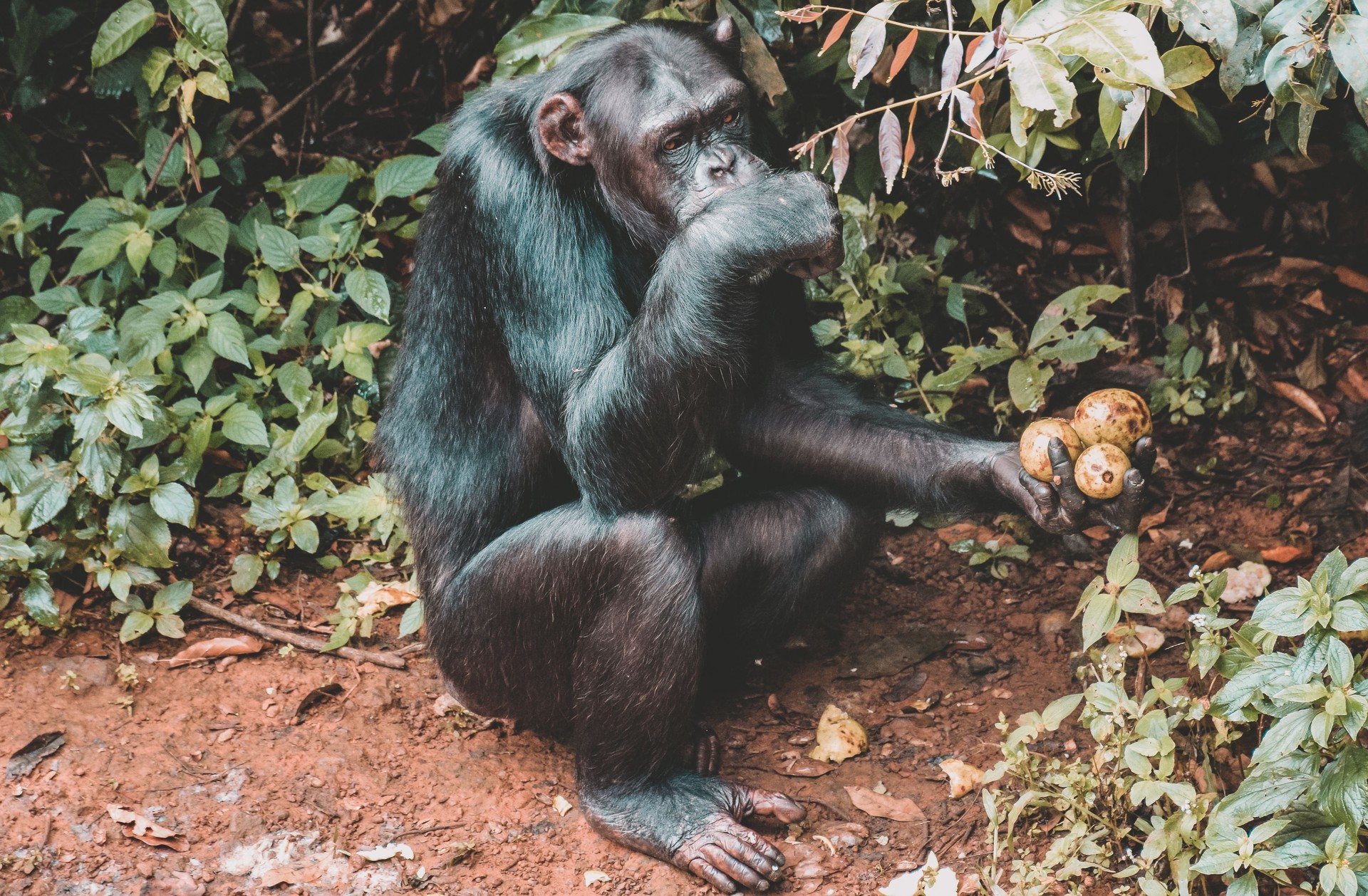 Chimpanzee eating